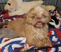 Golden girl , a female Shih Tzu for sale in Connersville, IN – 1 of 6