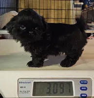 Shadow , a male Shih Tzu for sale in Connersville, IN – 3 of 5