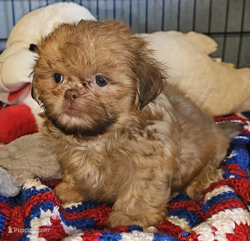 AKC red cream  – Shih Tzu puppy for sale in Connersville, IN