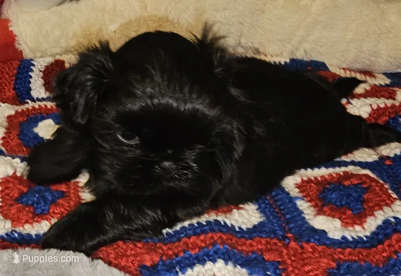 Blackie – Shih Tzu puppy for sale in Connersville, IN