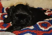 Blackie, a male Shih Tzu for sale in Connersville, IN – 1 of 6