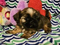 Akc Shelly, a female Shih Tzu for sale in Connersville, IN – Photo 1 of 7