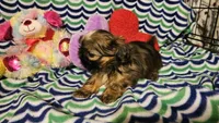Akc Shelly, a female Shih Tzu for sale in Connersville, IN – Photo 7 of 7
