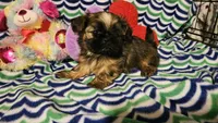 Akc Shelly, a female Shih Tzu for sale in Connersville, IN – Photo 3 of 7