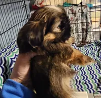 Akc Shelly, a female Shih Tzu for sale in Connersville, IN – Photo 2 of 7