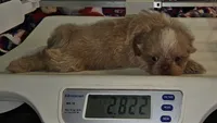 Goldie , a female Shih Tzu for sale in Connersville, IN – 5 of 6