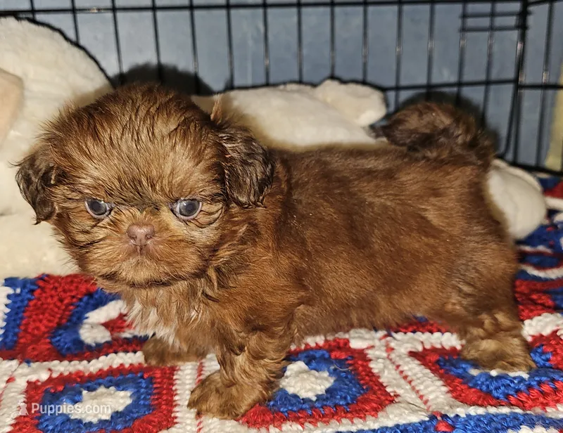 Flame – Shih Tzu puppy for sale in Connersville, IN