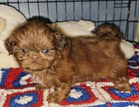 Flame, a male Shih Tzu for sale in Connersville, IN – 1 of 8
