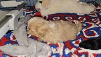 Goldie , a female Shih Tzu for sale in Connersville, IN – 6 of 6
