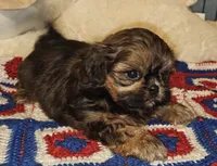 Paisley , a female Shih Tzu for sale in Connersville, IN – 6 of 7