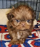 Flame, a male Shih Tzu for sale in Connersville, IN – 2 of 8