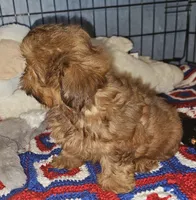 AKC Red , a male Shih Tzu for sale in Connersville, IN – 6 of 6