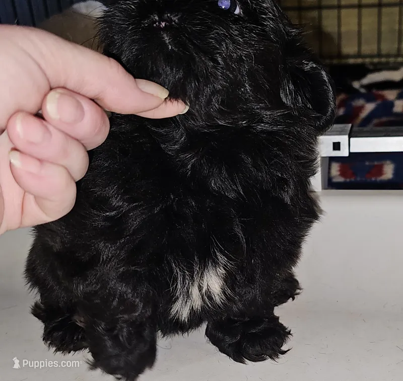 Shadow  – Shih Tzu puppy for sale in Connersville, IN