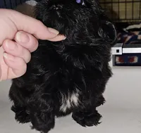 Shadow , a male Shih Tzu for sale in Connersville, IN – 1 of 5