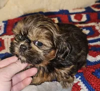 Paisley , a female Shih Tzu for sale in Connersville, IN – 4 of 7