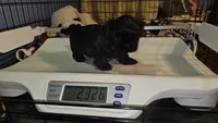 Blackie, a male Shih Tzu for sale in Connersville, IN – 6 of 6