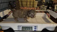 AKC  Cream, a female Shih Tzu for sale in Connersville, IN – 4 of 5