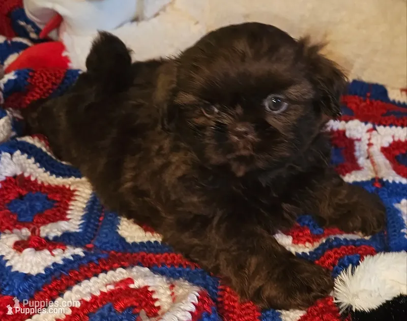 Mocha – Shih Tzu puppy for sale in Connersville, IN