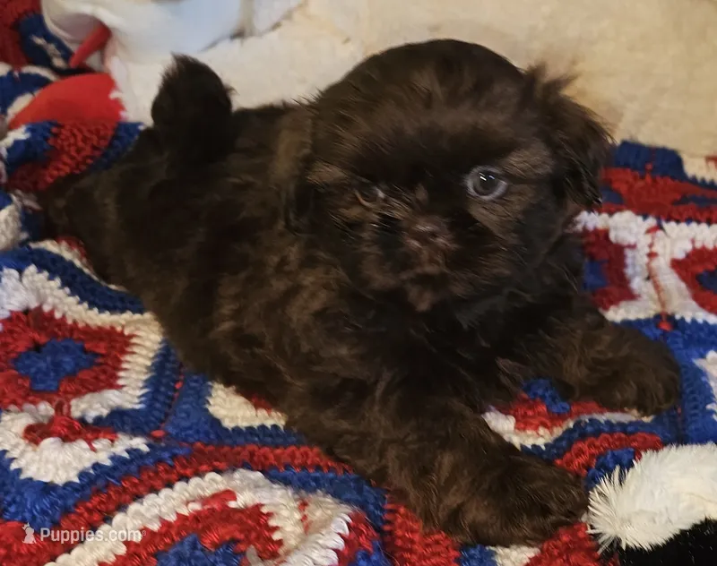 Mocha – Shih Tzu puppy for sale in Connersville, IN