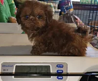 Red Copper , a male Shih Tzu for sale in Connersville, IN – 6 of 6