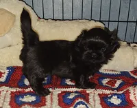 Blackie, a male Shih Tzu for sale in Connersville, IN – 3 of 6