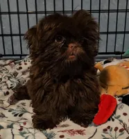 Chocolate , a male Shih Tzu for sale in Connersville, IN – 7 of 7