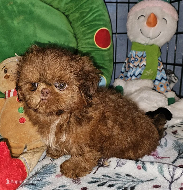 Red Copper  – Shih Tzu puppy for sale in Connersville, IN
