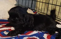 Shadow , a male Shih Tzu for sale in Connersville, IN – 2 of 5