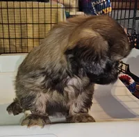Watson , a male Shih Tzu for sale in Connersville, IN – 3 of 8