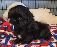 Shadow , a male Shih Tzu for sale in Connersville, IN – 5 of 5