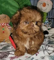 Red Copper , a male Shih Tzu for sale in Connersville, IN – 5 of 6