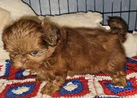 Flame, a male Shih Tzu for sale in Connersville, IN – 5 of 8