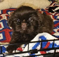 Choco, a male Shih Tzu for sale in Connersville, IN – 9 of 9