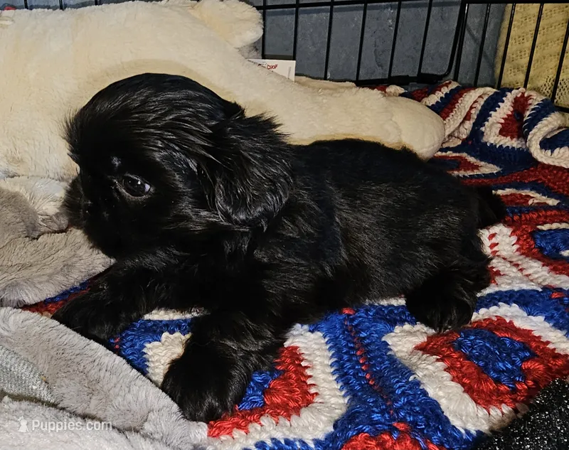 Blackie – Shih Tzu puppy for sale in Connersville, IN