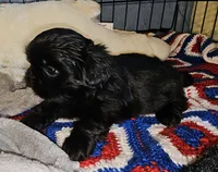 Blackie, a male Shih Tzu for sale in Connersville, IN – 1 of 6