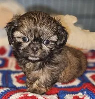 Watson , a male Shih Tzu for sale in Connersville, IN – 7 of 8