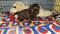 Mocha, a female Shih Tzu for sale in Connersville, IN – 2 of 5