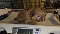 AKC red cream , a male Shih Tzu for sale in Connersville, IN – 2 of 3