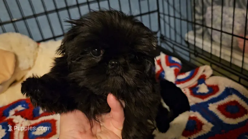 Tiny girl  – Shih Tzu puppy for sale in Connersville, IN