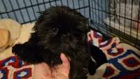 Tiny girl , a female Shih Tzu for sale in Connersville, IN – 1 of 7