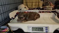 Flashy, a male Shih Tzu for sale in Connersville, IN – 4 of 5