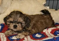 Flashy, a male Shih Tzu for sale in Connersville, IN – 3 of 5