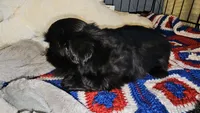 Blackie, a male Shih Tzu for sale in Connersville, IN – 6 of 6