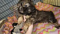 Big Boy, a male Shih Tzu for sale in Connersville, IN – 2 of 5