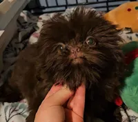 Chocolate , a male Shih Tzu for sale in Connersville, IN – 6 of 7