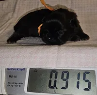 Orange , a female Shih Tzu for sale in Connersville, IN – Photo 2 of 5