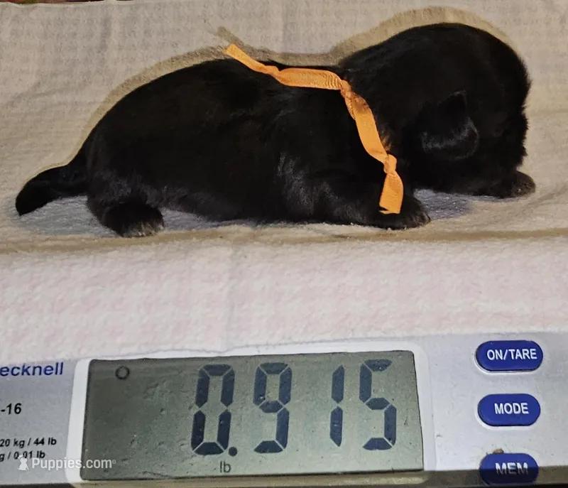 Orange , a female Shih Tzu for sale in Connersville, IN – Photo 1 of 5