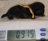 Orange , a female Shih Tzu for sale in Connersville, IN – Photo 1 of 5