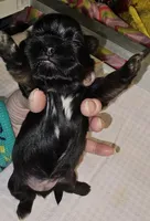 Orange , a female Shih Tzu for sale in Connersville, IN – Photo 3 of 5