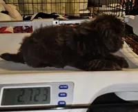 Choco, a male Shih Tzu for sale in Connersville, IN – 8 of 9